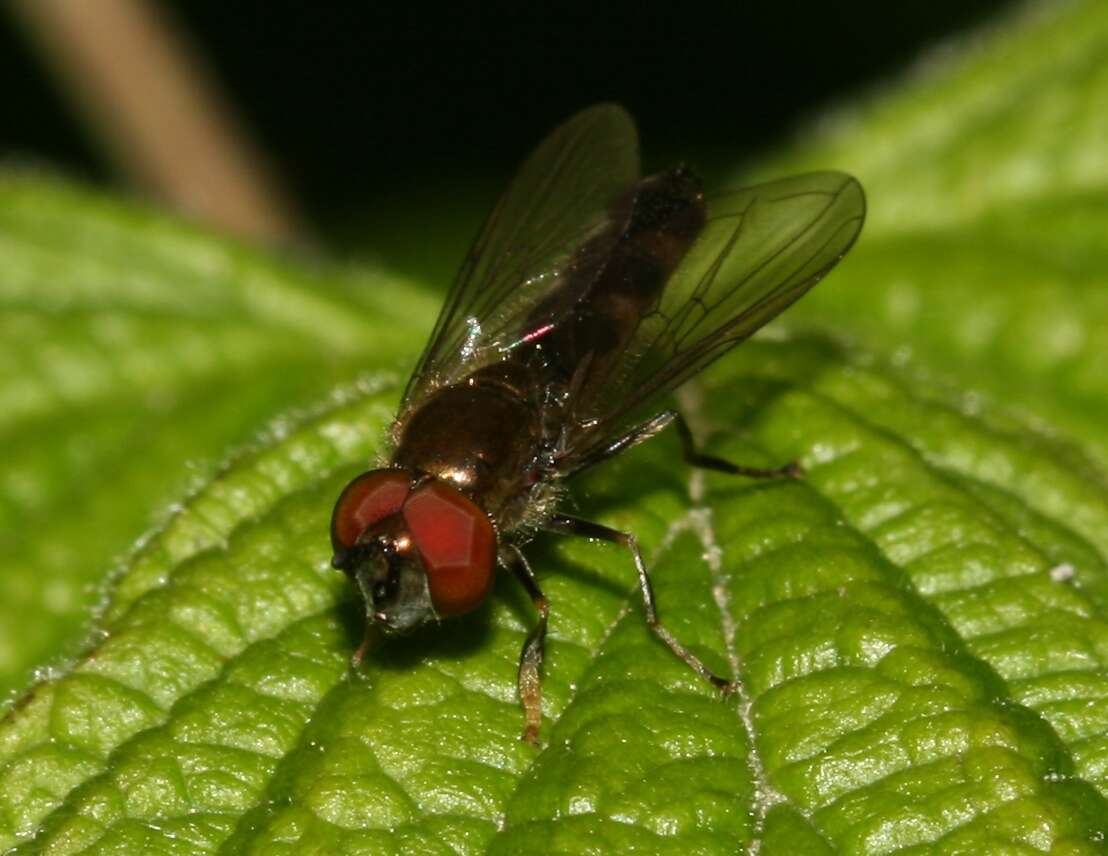 Imagem de <i>Platycheirus albimanus</i>