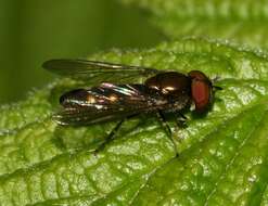 Image of <i>Platycheirus albimanus</i>