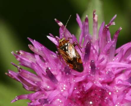 Image of Lygus rugulipennis Poppius 1911