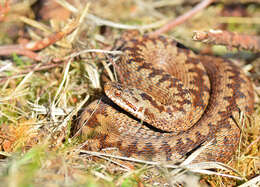 Image of Adder