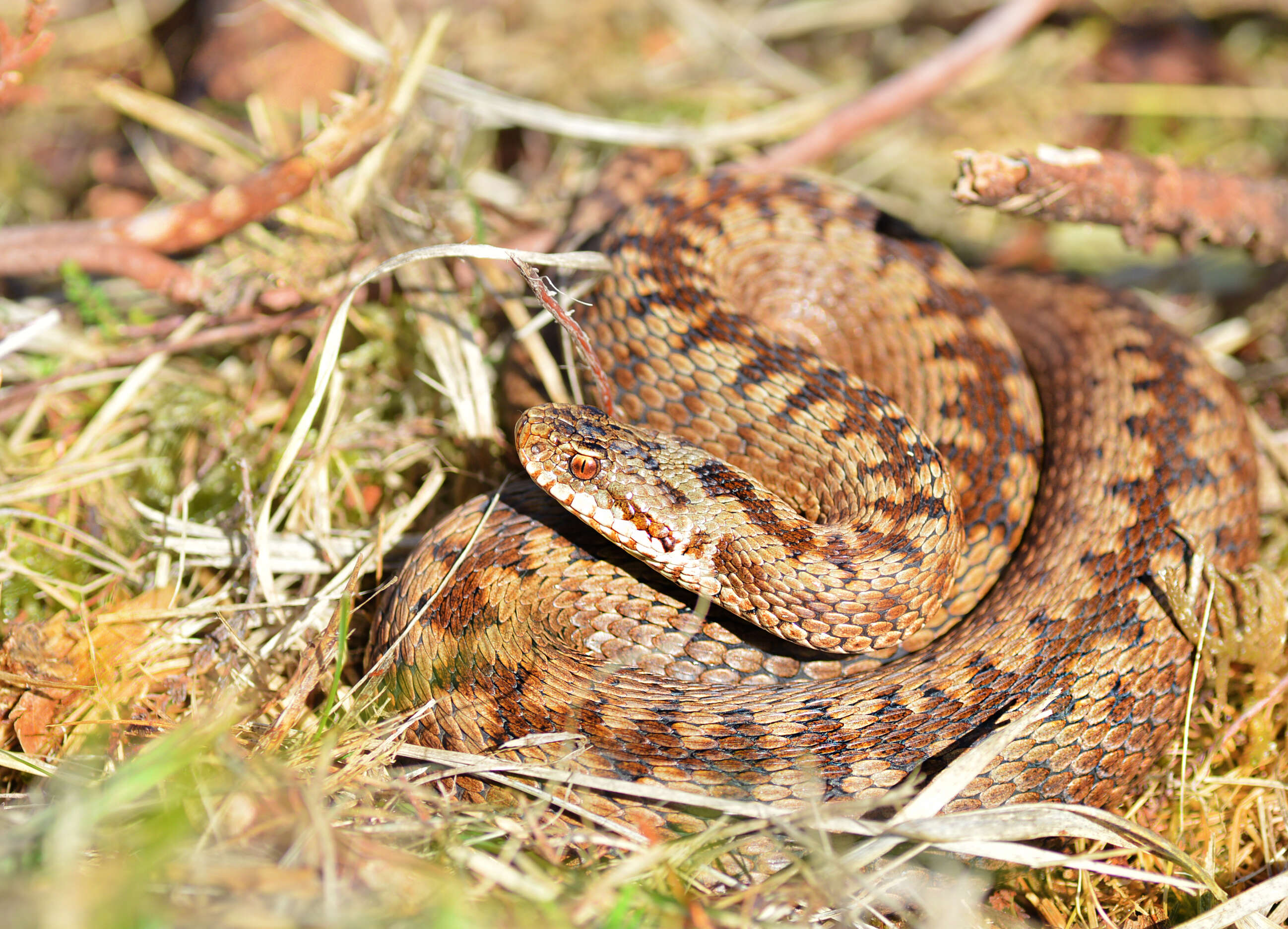 Image of Adder