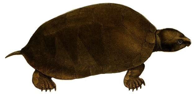 Image of Big-headed Amazon River Turtle