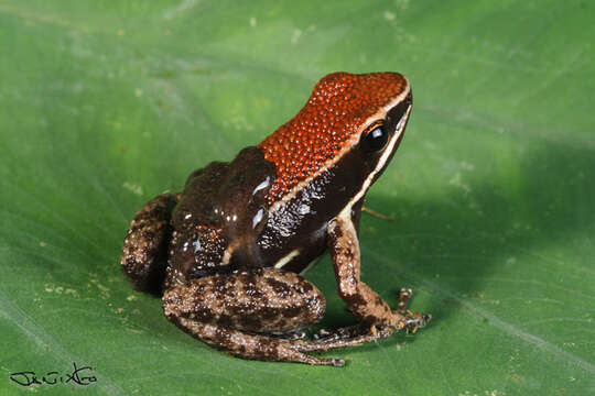 Image of Sanguine Poison Frog