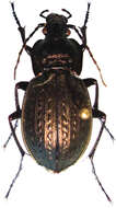 Image of Carabus (Tachypus) vagans G. A. Olivier 1795