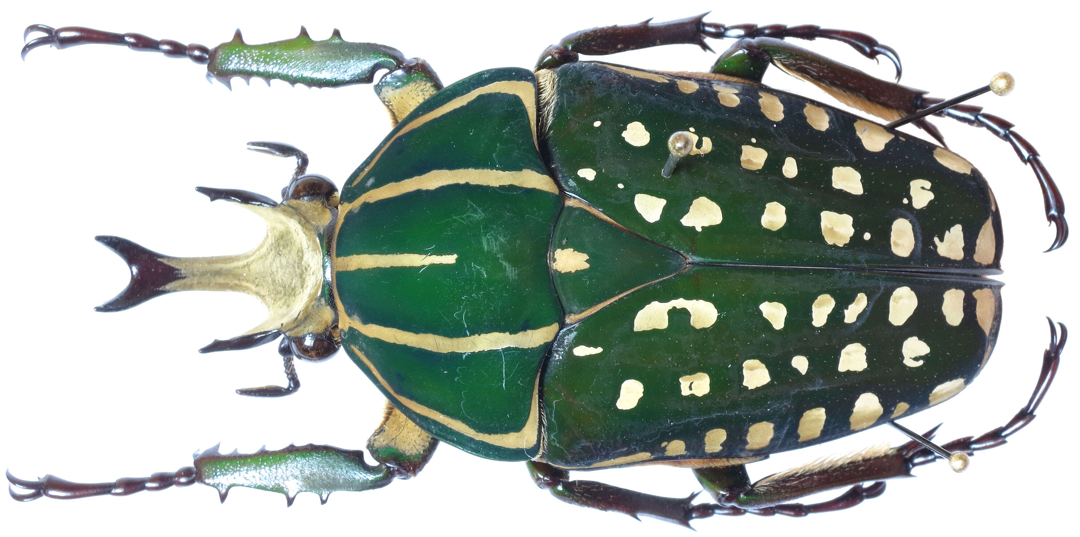 Image of Mecynorhina polyphemus (Fabricius 1781)