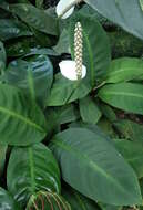 Image de Spathiphyllum floribundum (Linden & André) N. E. Br.