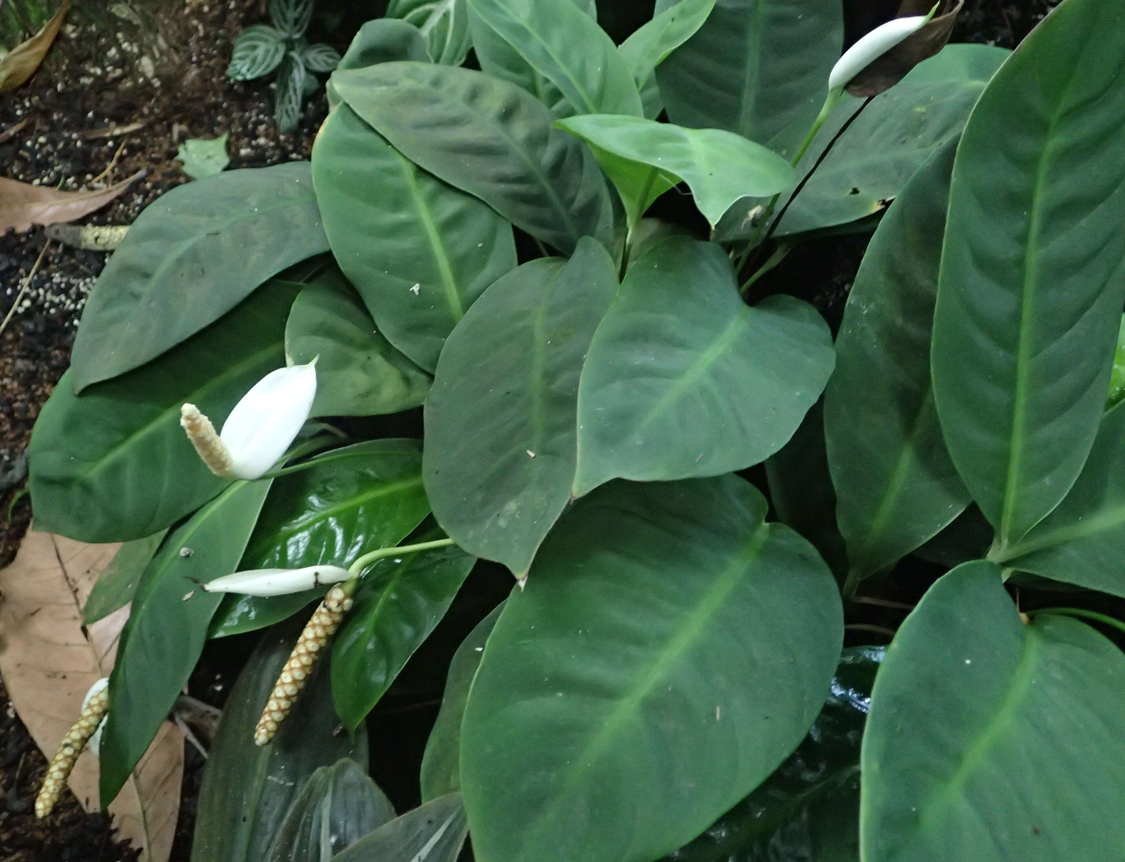 Image de Spathiphyllum floribundum (Linden & André) N. E. Br.