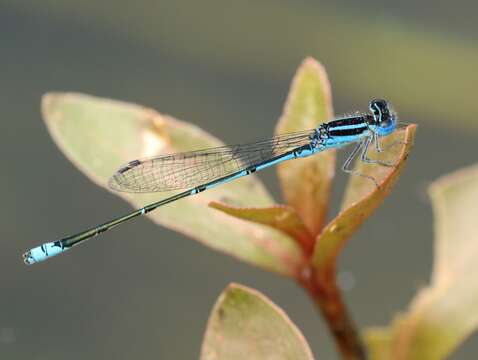 Image of Black-tailed Bluet