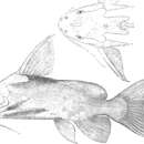 Image de Synodontis omias Günther 1864