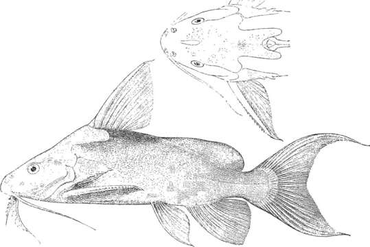 Image of Synodontis omias Günther 1864