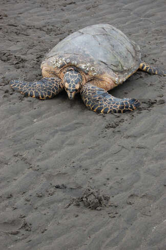 Image of Eretmochelys