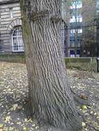 Image of Ulmus scampstoniensis