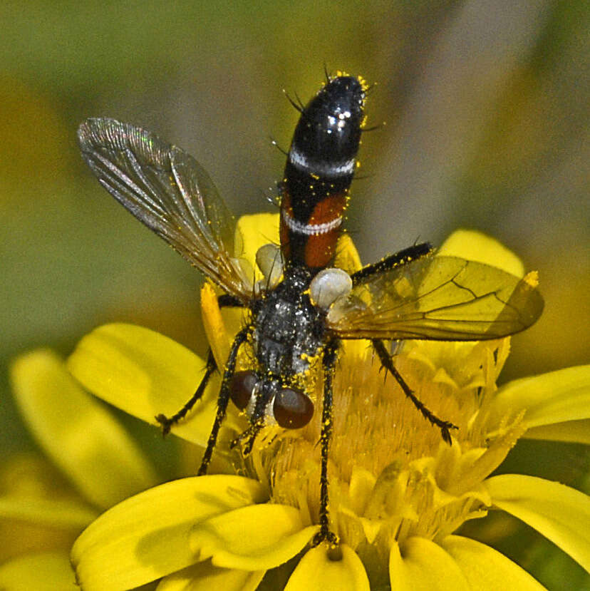 Image de Cylindromyia interrupta (Meigen 1824)