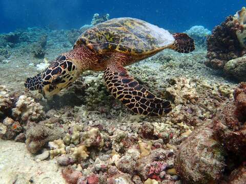 Image of Eretmochelys