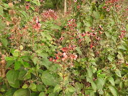 Imagem de Clerodendrum trichotomum Thunb.