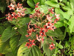 Imagem de Clerodendrum trichotomum Thunb.