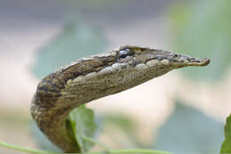 Image of Brown Vine Snake