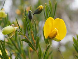 Слика од Gompholobium latifolium Sm.