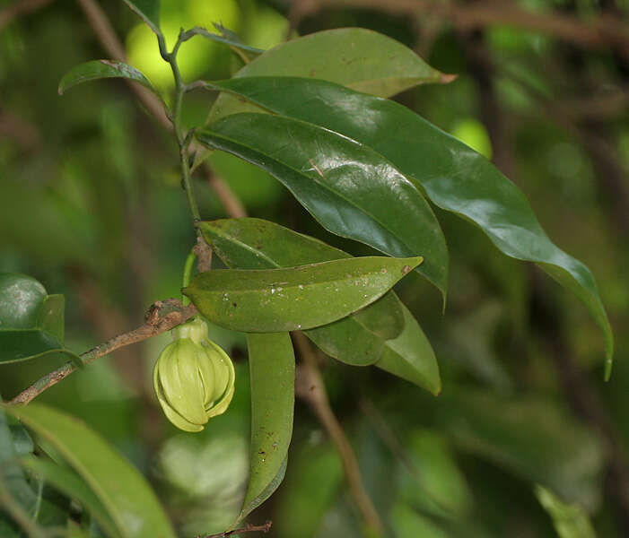 Image of climbing ilang-ilang