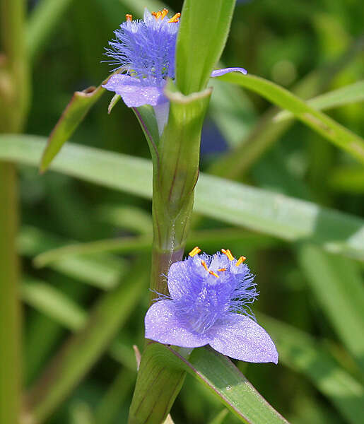 Image of Cyanotis axillaris (L.) D. Don ex Sweet