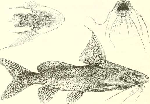 Image of Synodontis melanostictus Boulenger 1906