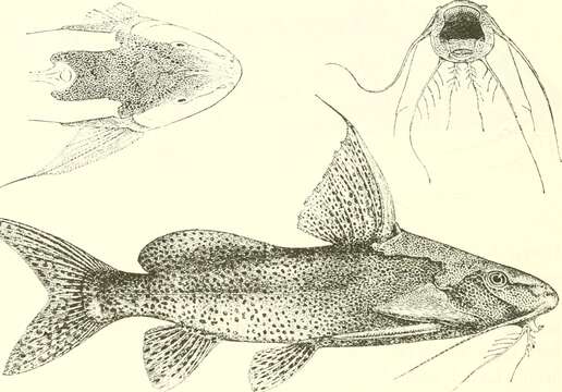 Слика од Synodontis melanostictus Boulenger 1906