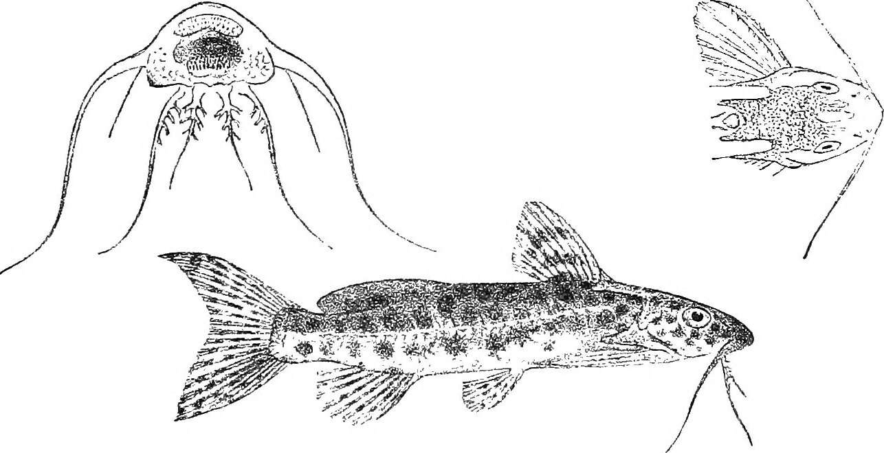 Image of Synodontis multimaculatus Boulenger 1902
