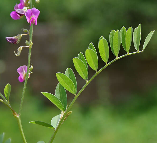 Sivun Tephrosia purpurea (L.) Pers. kuva