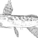 Image de Synodontis nebulosus Peters 1852