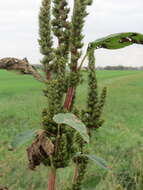 Imagem de Amaranthus powellii S. Wats.