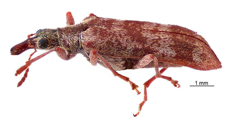 Image of Pachyurinus