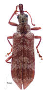 Image of Pachyurinus