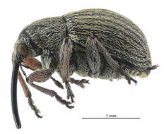 Image of Exapion ulicis