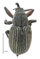 Image of Exapion ulicis