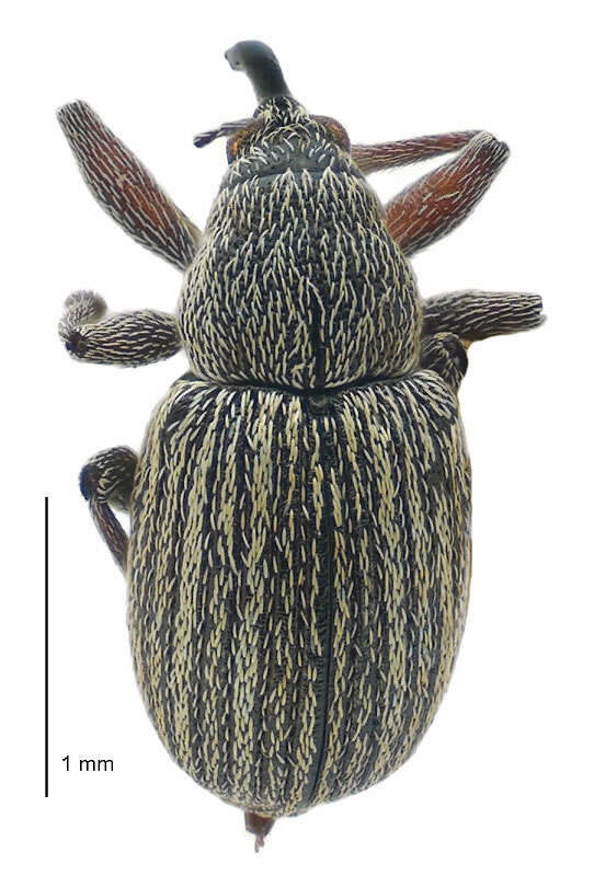 Image of Exapion ulicis