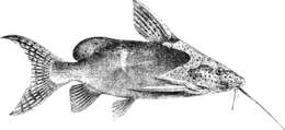 Image of Catfish