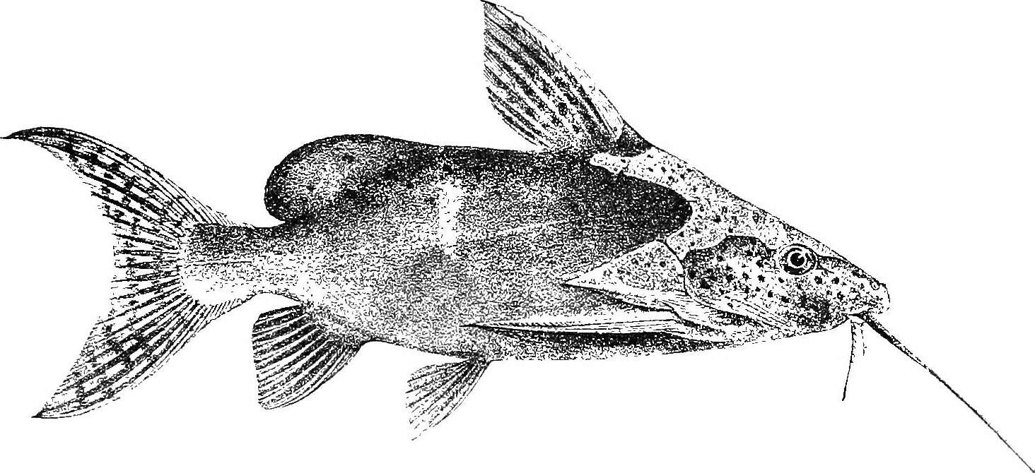 Image of Catfish