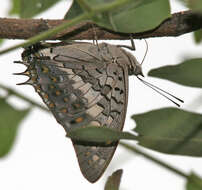 Imagem de Charaxes solon Fabricius 1793