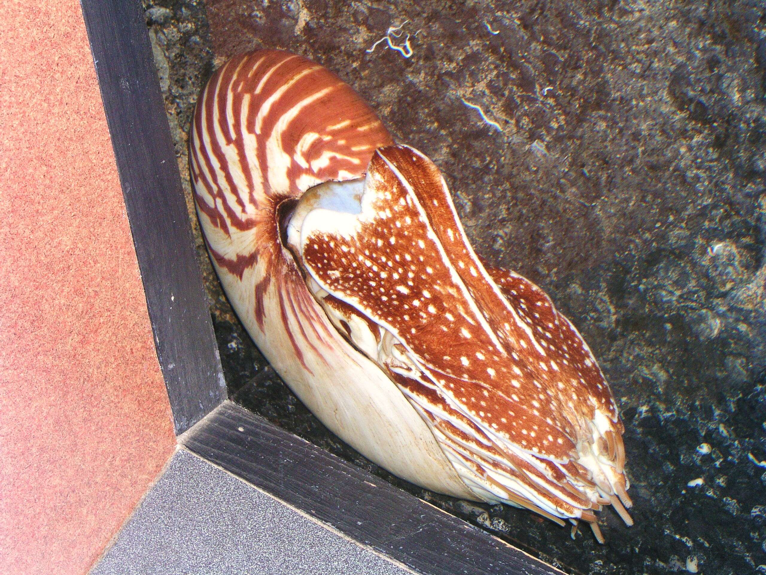 Nautilus pompilius Linnaeus 1758 resmi