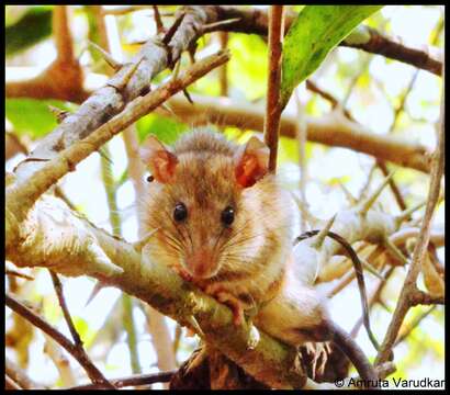 صورة Rattus satarae Hinton 1918