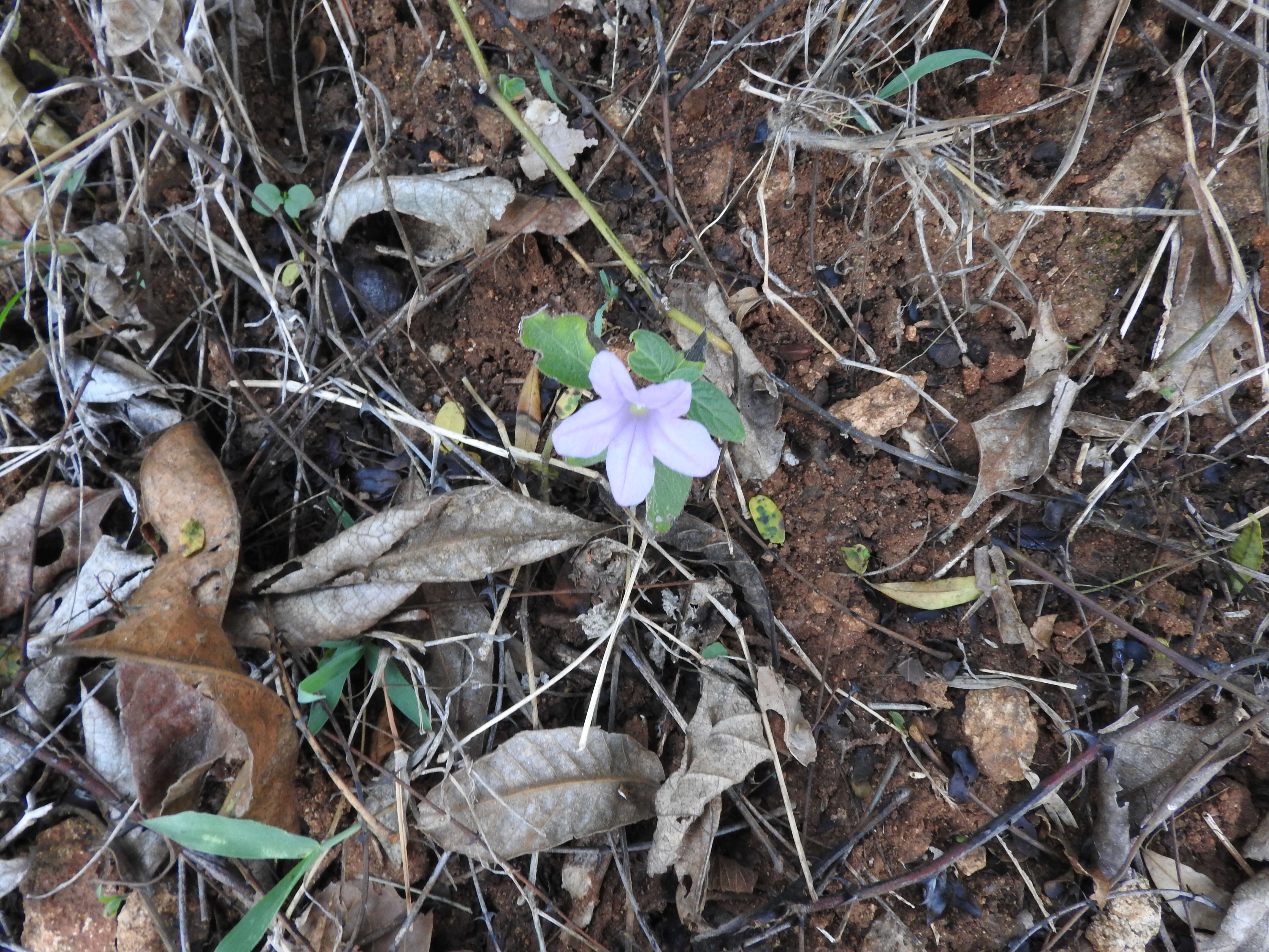 Image de Ruellia simplex Wright