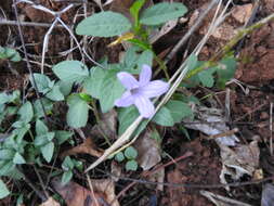 Image de Ruellia simplex Wright