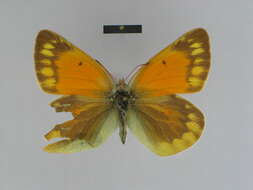 Image of Colias lada Grum-Grshimailo 1891