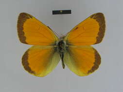 Image of Colias lada Grum-Grshimailo 1891