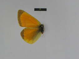 Image of Colias lada Grum-Grshimailo 1891