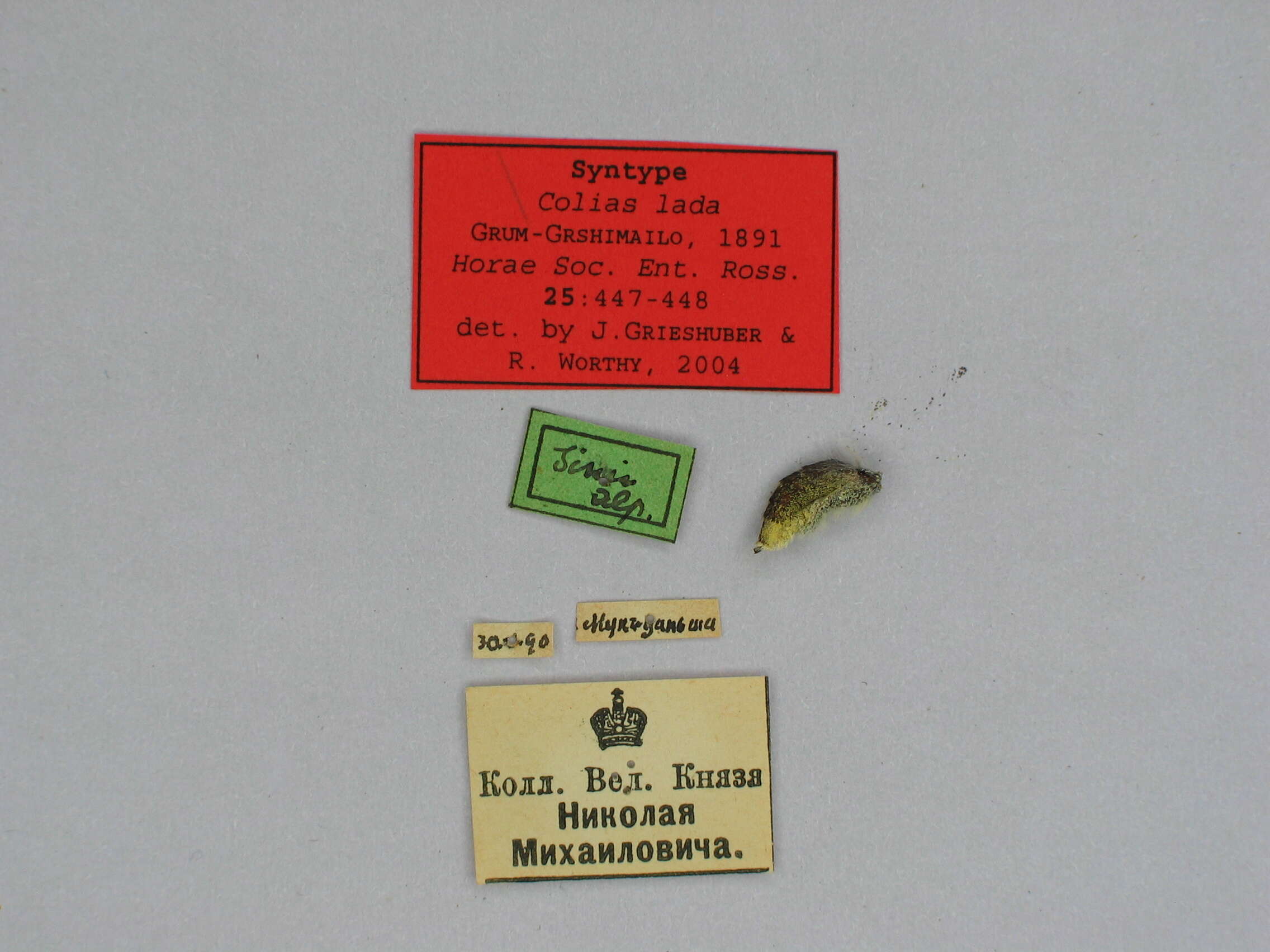 Image of Colias lada Grum-Grshimailo 1891