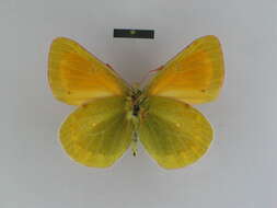 Image of Colias lada Grum-Grshimailo 1891