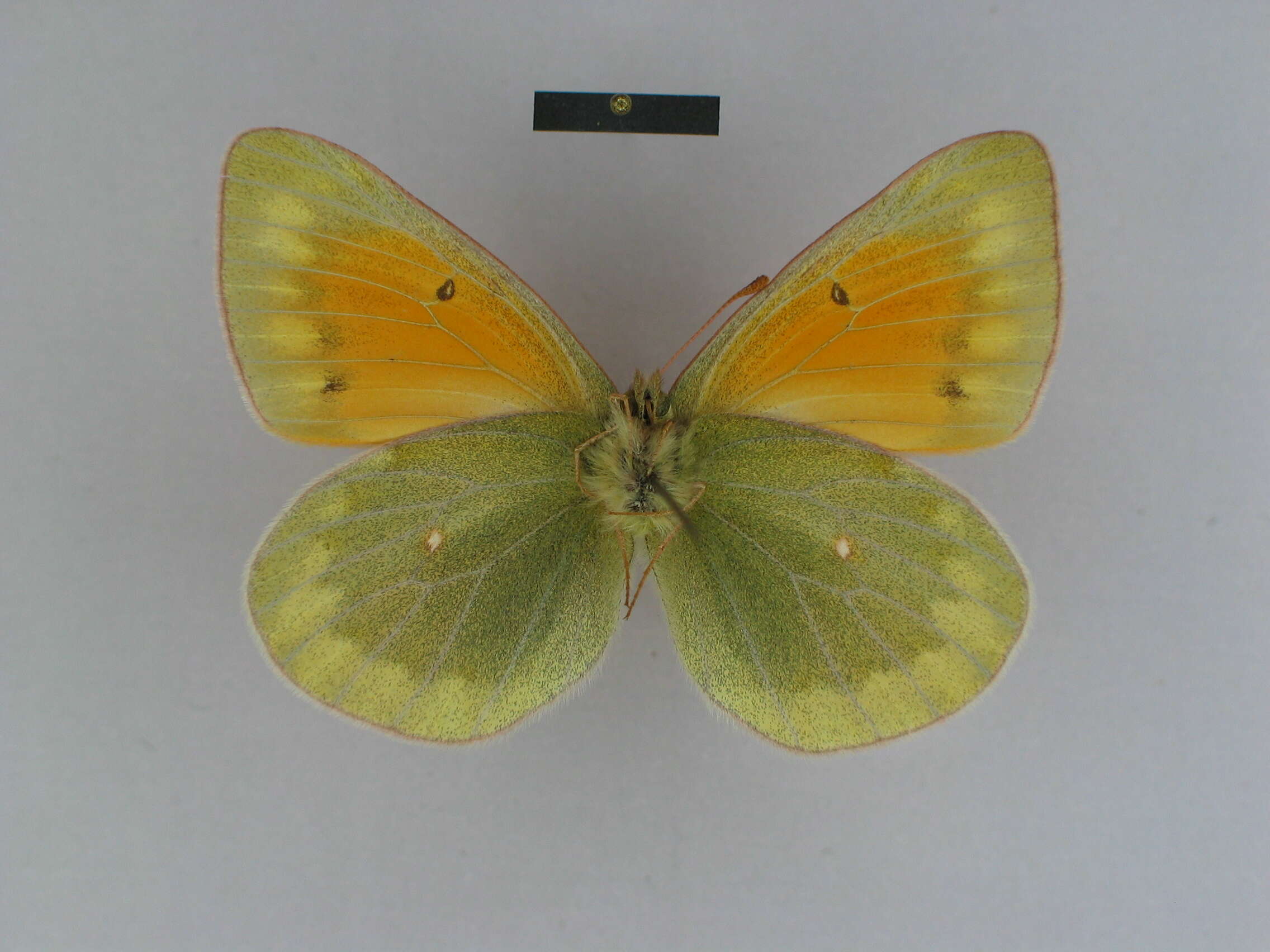 Image of Colias lada Grum-Grshimailo 1891