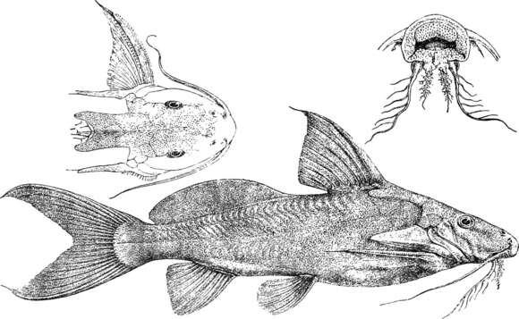 Image of Synodontis depauwi Boulenger 1899