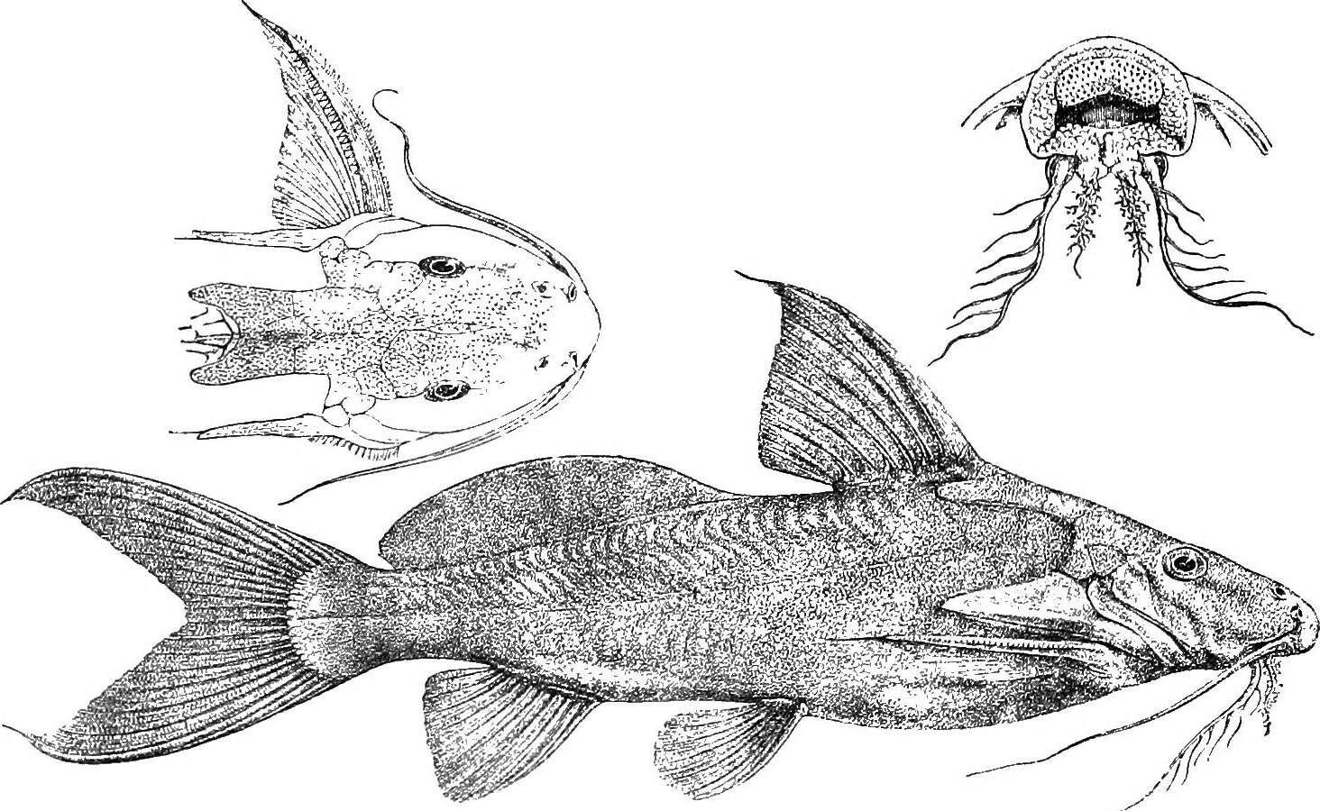 Image of Synodontis depauwi Boulenger 1899